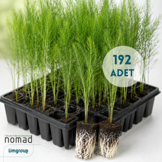 Kuşkonmaz Fidesi SUNLIM (192 adet)