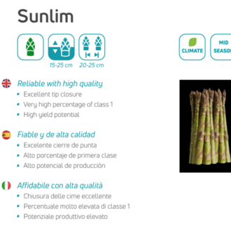 Kuşkonmaz Fidesi SUNLIM (384 adet)