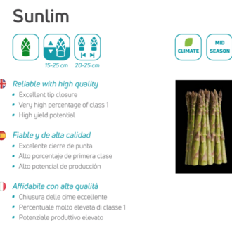 Kuşkonmaz Fidesi SUNLIM (96 adet) 