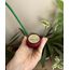 v canto lucrethia edp 10 ml 