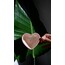 Kalpli Pembe Kupa & Love Coupon 