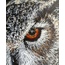 Baykuş soft pastel çalışması