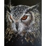 Baykuş soft pastel çalışması