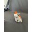 Parçalı kedi
