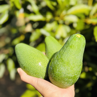Fuerte avokado 1 adet 180-230 Gr arası