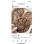 12’li brownie cookie