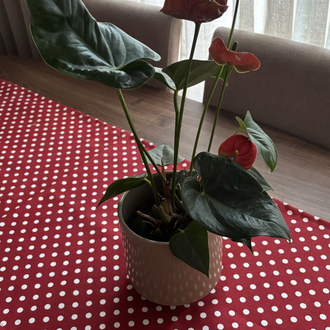 Red Polka Love Runner