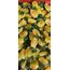 Kent Limonlu Şeker 500 Gr