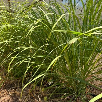 LİMON OTU 20 GR (Lemon Grass)
