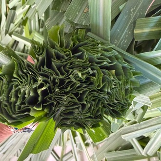 LİMON OTU 20 GR (Lemon Grass)