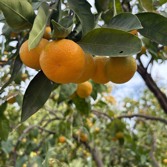 MANDALİNA 1 KG