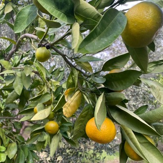 MANDALİNA 1 KG