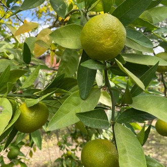 MANDALİNA 1 KG