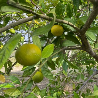 MANDALİNA 1 KG