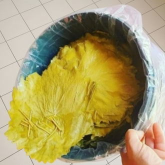 Salamura Yaprak Kova (Net 10 kg) 