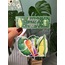 Happy Veggies Sticker Seti