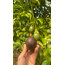 2 ADET FİDAN - Passiflora Çarkıfelek Meyve Fidanı