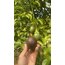 4 ADET FİDAN - Passiflora Çarkıfelek Meyve Fidanı
