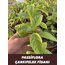 4 ADET FİDAN - Passiflora Çarkıfelek Meyve Fidanı