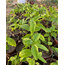 4 ADET FİDAN - Passiflora Çarkıfelek Meyve Fidanı