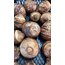 Gölevez (Taro, Kolokas) 1 Kg