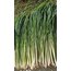 Taze Limon Otu 50 Gram