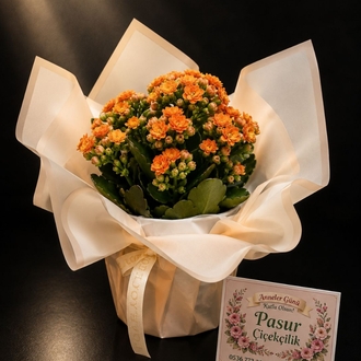 KALANCHOE SAKSI ÇİÇEĞİ