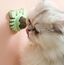 2 ADET YENGEÇ KEDİ NANESİ OYUN TOPU