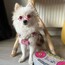 Pinky Künyeli Kolye