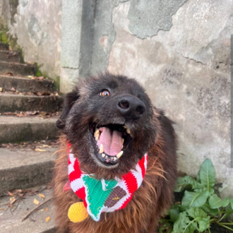 Ho Ho Ho Atkısı