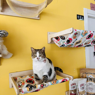 Wall - Siesta Hamak