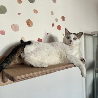 Wall - Siesta Rafı