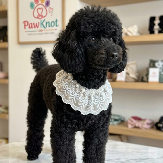 İnci Zerafeti Dantel ve İnci Detaylı Köpek Kolyesi