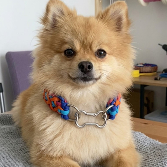 KnottyBone Paracord Köpek Tasması