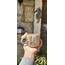 Papatya Mug