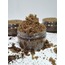 MİSSPETİ ARTİSAN Kahve Vücut Peeling ylang ylang (Coconut Coffee Sugar Scrub) 150GRM