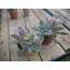 Graptopetalum paraguayense
5,5 cm saksılı sukulent