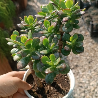 Crassula Ovata Minima,Minik yapraklı para ağacı 12cm saksılı sukulent