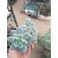 Sedum clavatum 5,5 cm saksılı sukulent