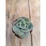Graptoveria Lovely Rose 5,5 cm saksılı sukulent