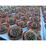 Rebutia fulviseta
5,5 cm saksılı kaktüs