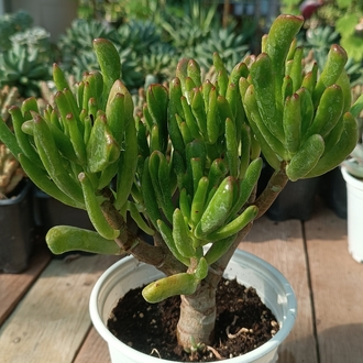 Shrek Kulağı Crassula Ovata gollum 12cm saksılı sukulent