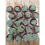 Graptoveria Lovely Rose 5,5 cm saksılı sukulent