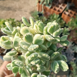 Cotyledon tomentosa variegata 12cm saksılı sukulent