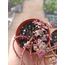 Alacalı Sedum 5,5cm saksılı sukulent sedum makinoi variegata