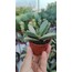 Faucaria 5,5 cm saksılı sukulent 