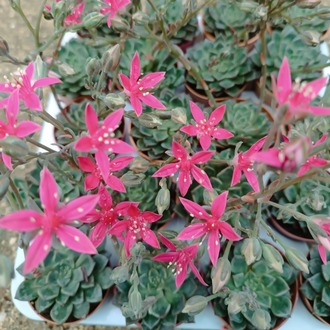 Graptopetalum bellum 5,5 cm saksılı sukulent