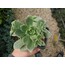 Aeonium haworthii 9 cm saksılı sukulent