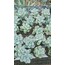 Sedum clavatum 5,5 cm saksılı sukulent