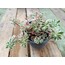 Sedum makinoi 'variegata' 9 cm saksılı sukulent
